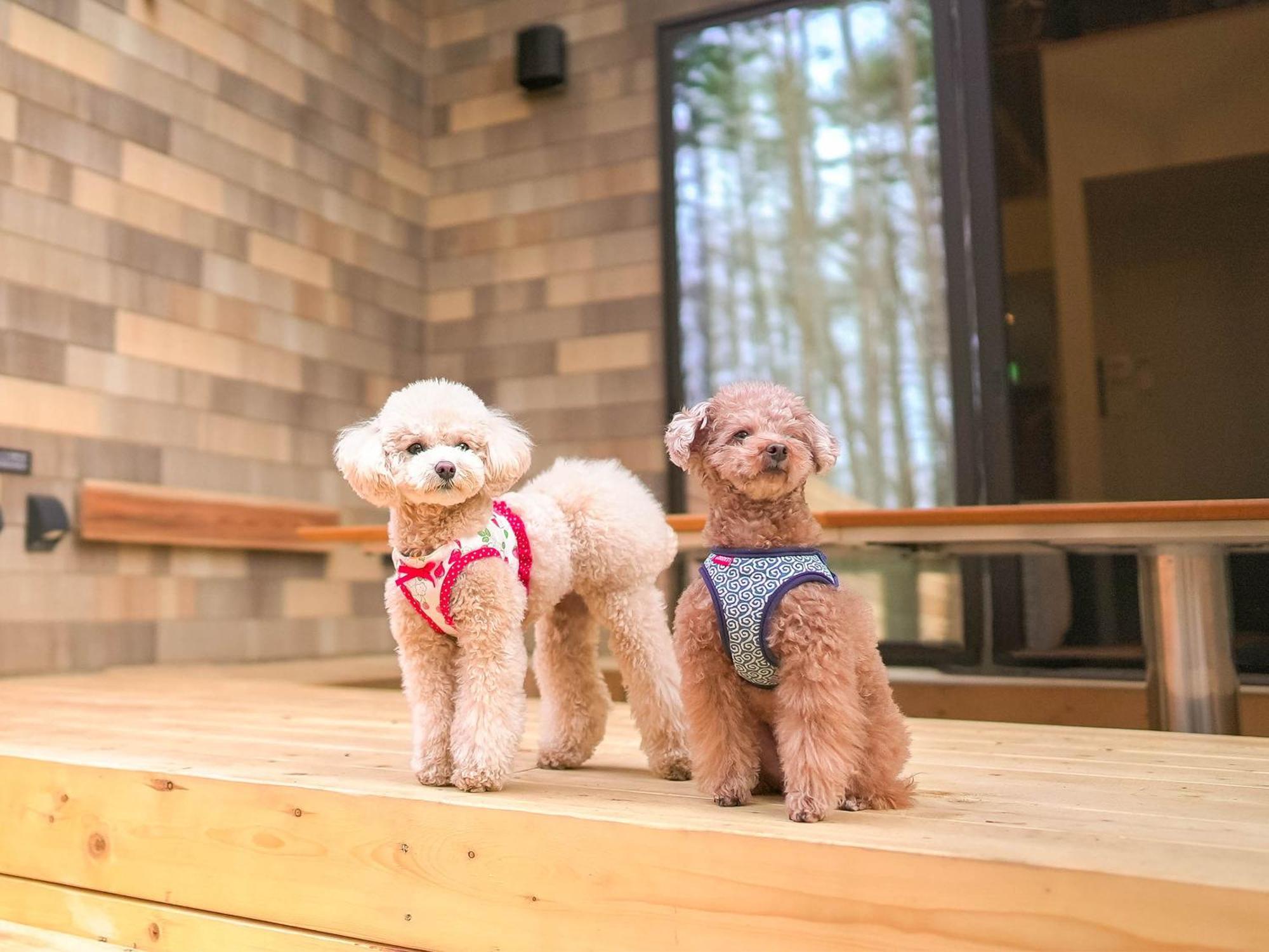 Rakuten Stay Villa Fujikawaguchiko Forest Exterior foto